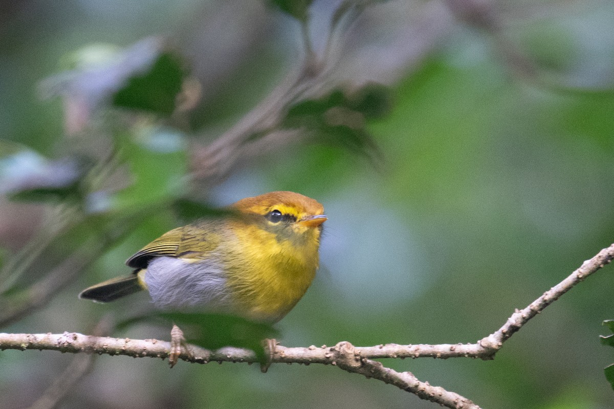 Yellow-throated Woodland-Warbler - ML656489816