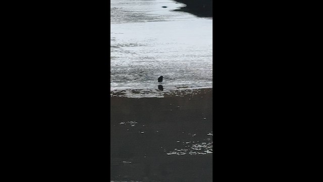 Louisiana Waterthrush - ML656490414