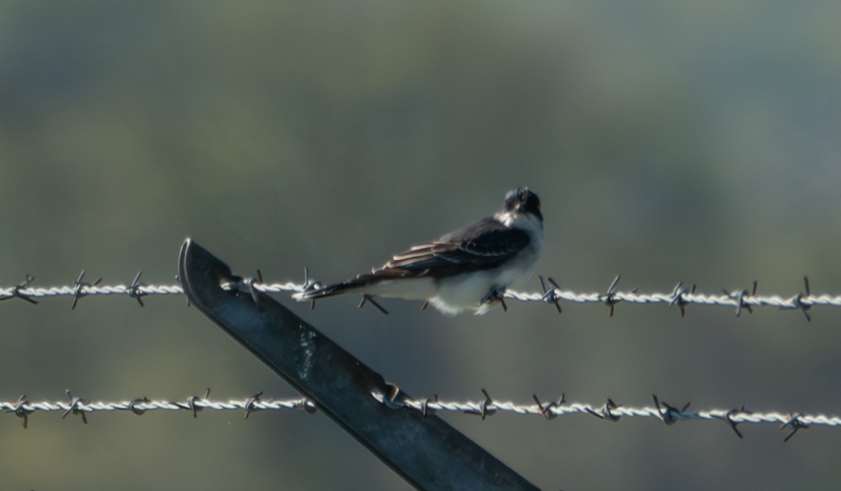 Eastern Kingbird - ML656490680