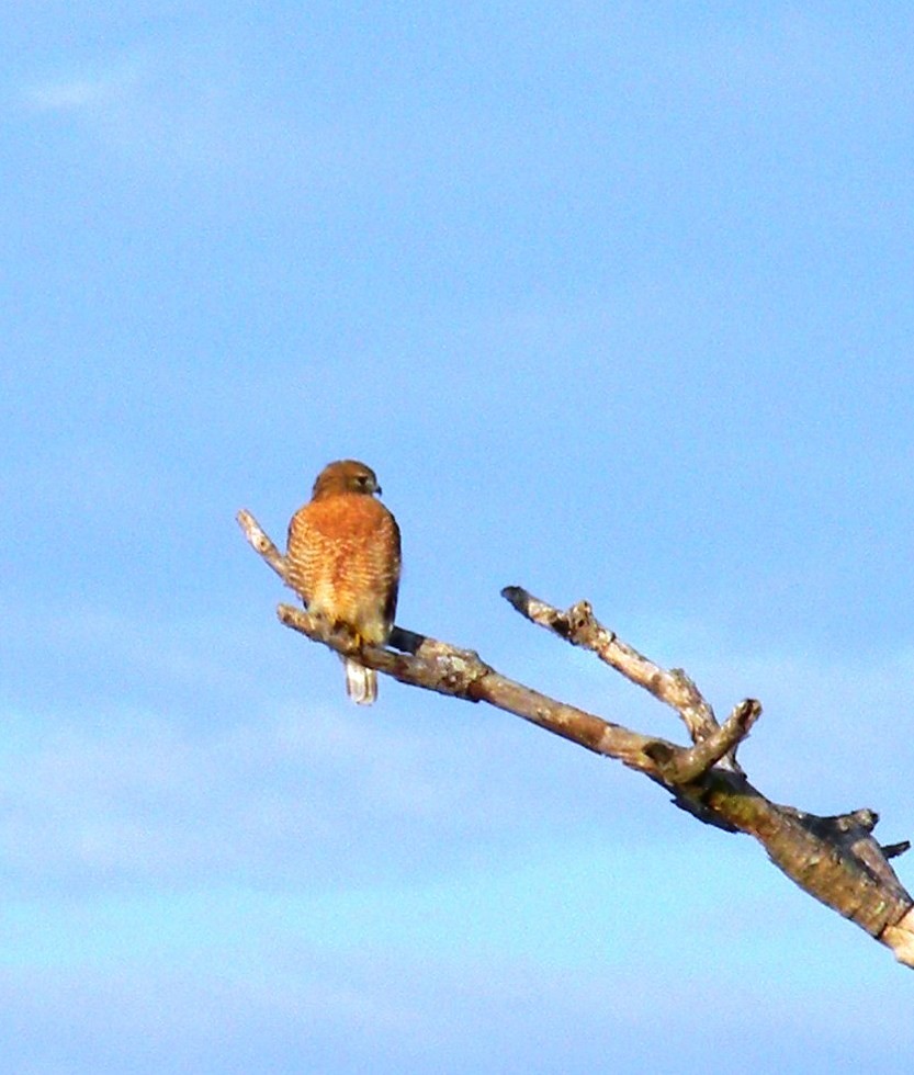 Red-shouldered Hawk - ML65649091