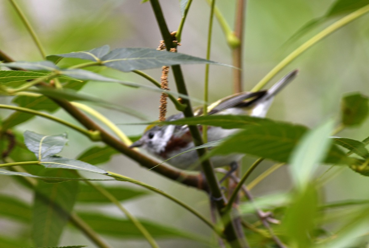 Chestnut-sided Warbler - ML656491761