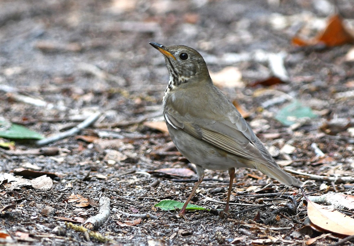 Gray-cheeked Thrush - ML656491883