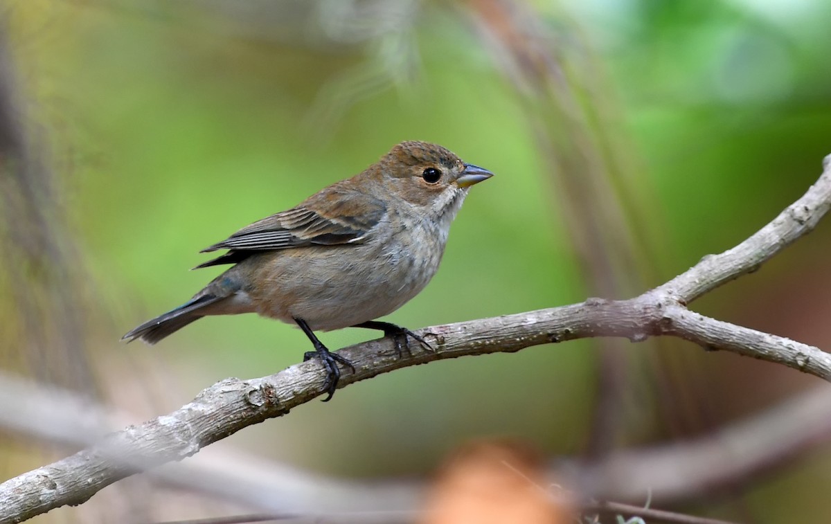 Indigo Bunting - ML656492036
