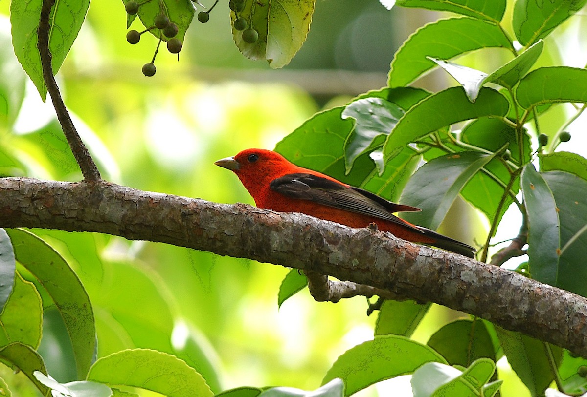 Scarlet Tanager - ML656492327