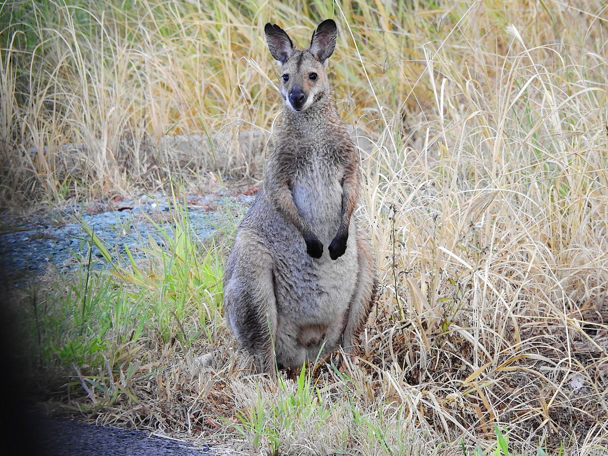 Red-necked Wallaby - ML656493939