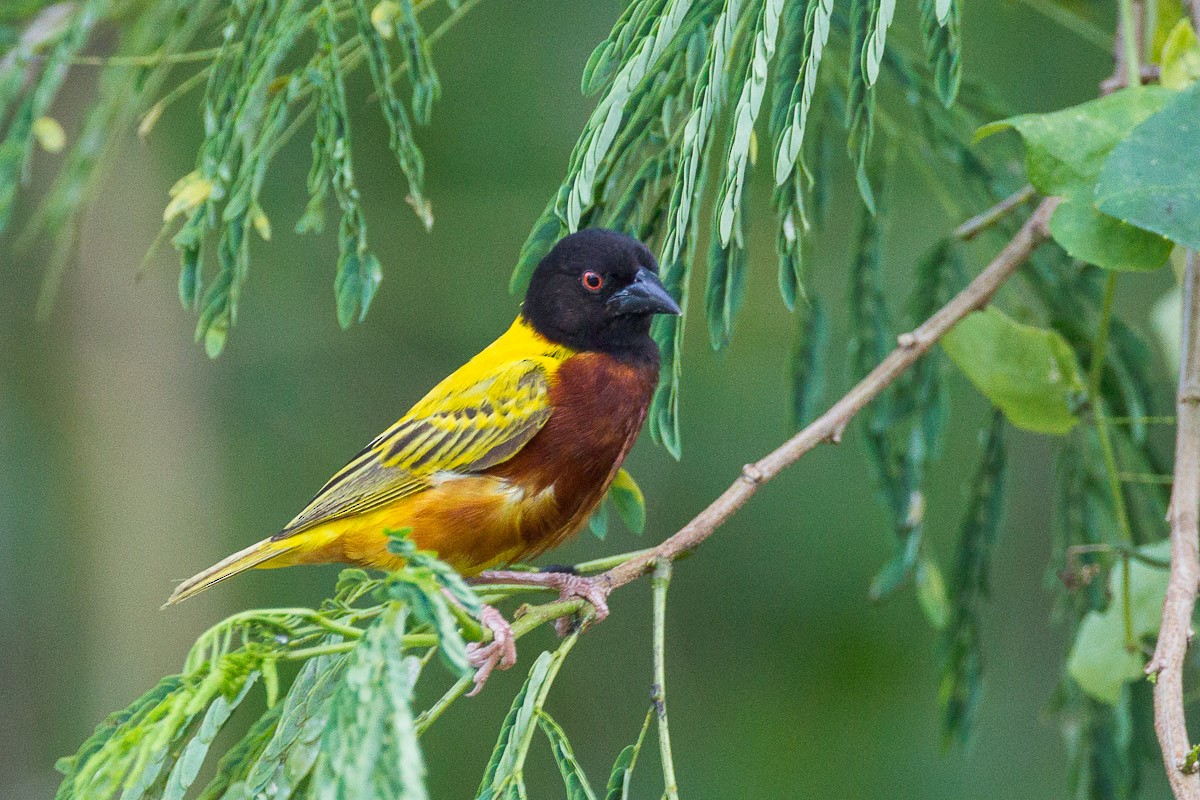 Golden-backed Weaver - ML65649421