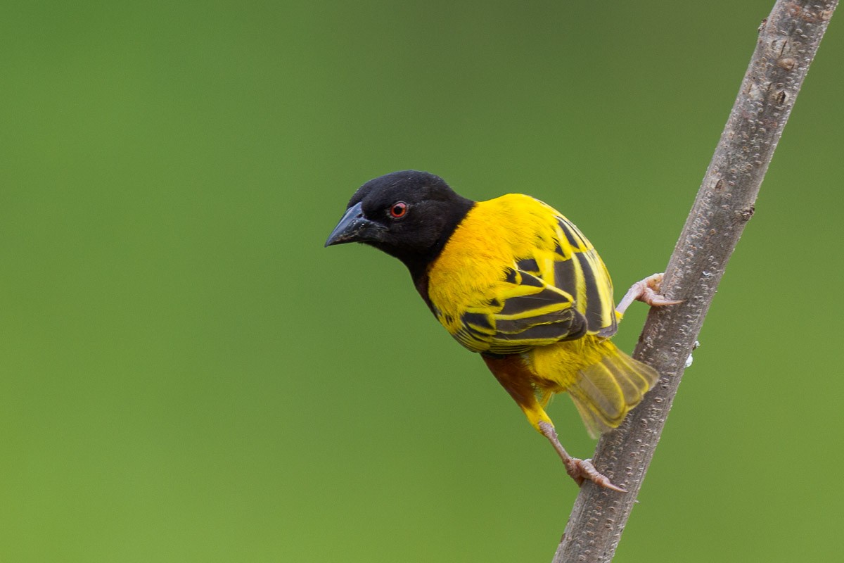 Golden-backed Weaver - ML65649441
