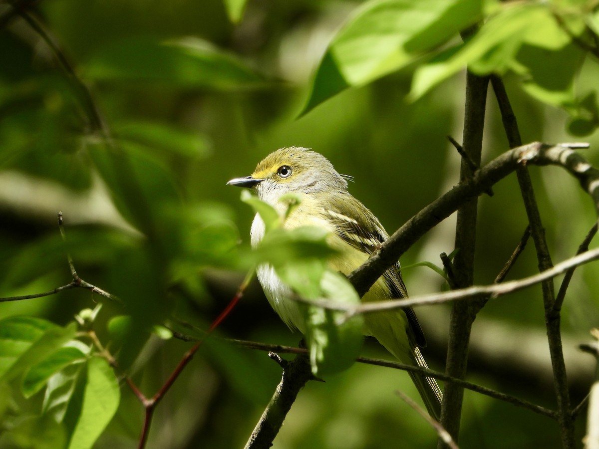 Ak Gözlü Vireo - ML656494530