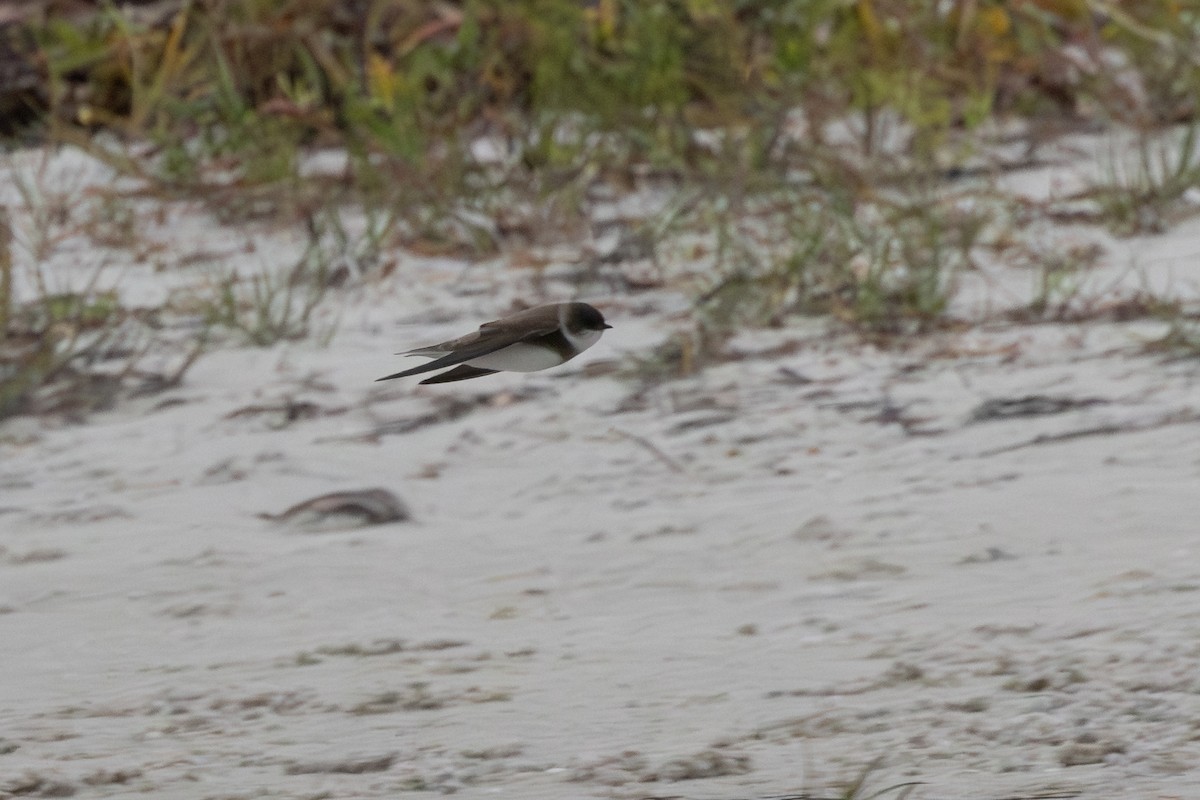 Bank Swallow - Riparia riparia - Media Search - Macaulay Library and eBird
