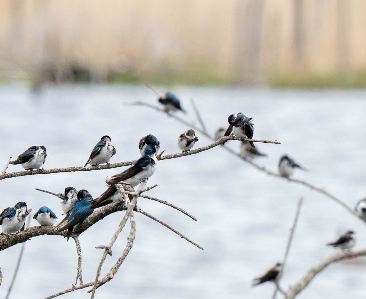 Bank Swallow - Riparia riparia - Media Search - Macaulay Library and eBird
