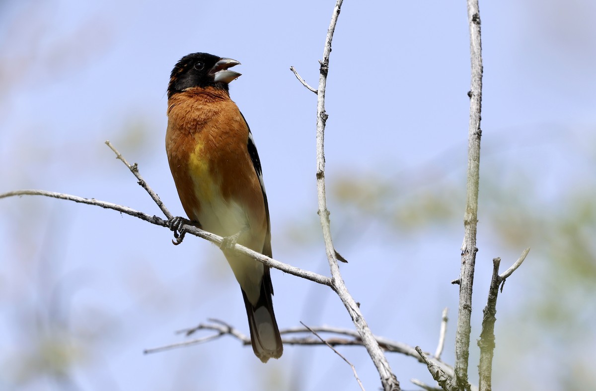 Black-headed Grosbeak - ML656495340