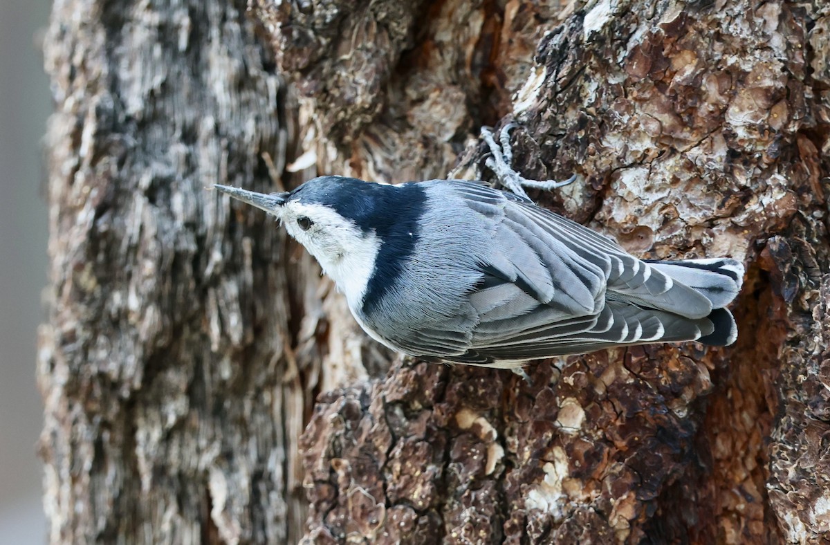 White-breasted Nuthatch - ML656495711