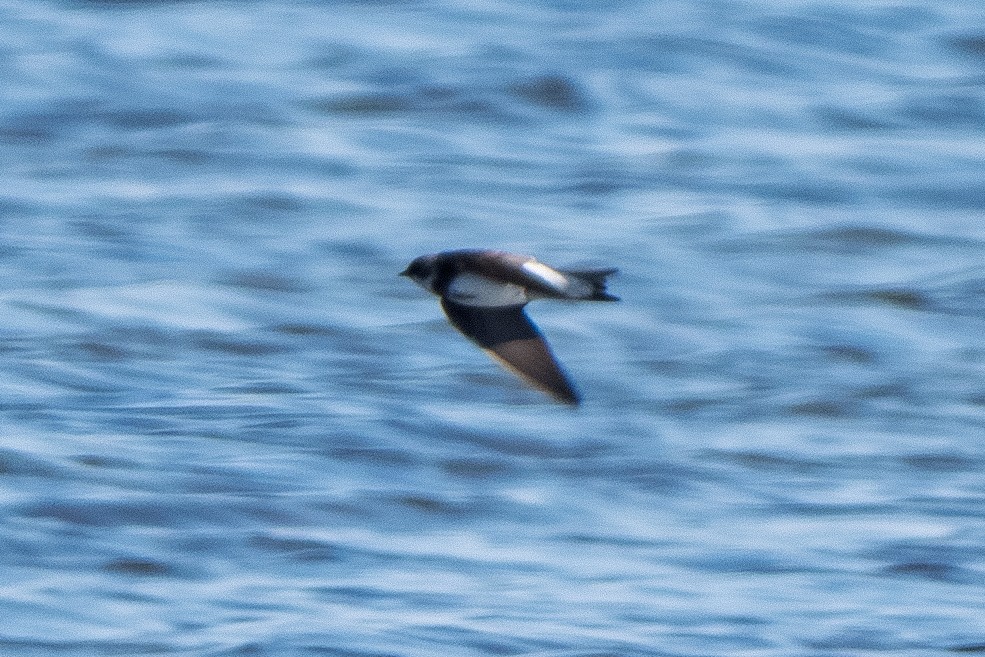 Bank Swallow - Riparia riparia - Media Search - Macaulay Library and eBird