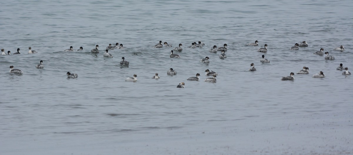 Silvery Grebe - ML656496035