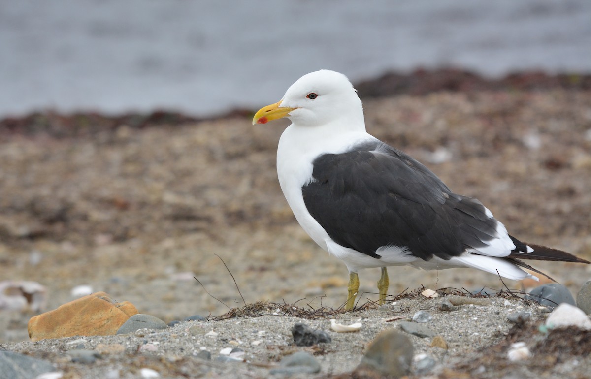 Kelp Gull - ML656496054