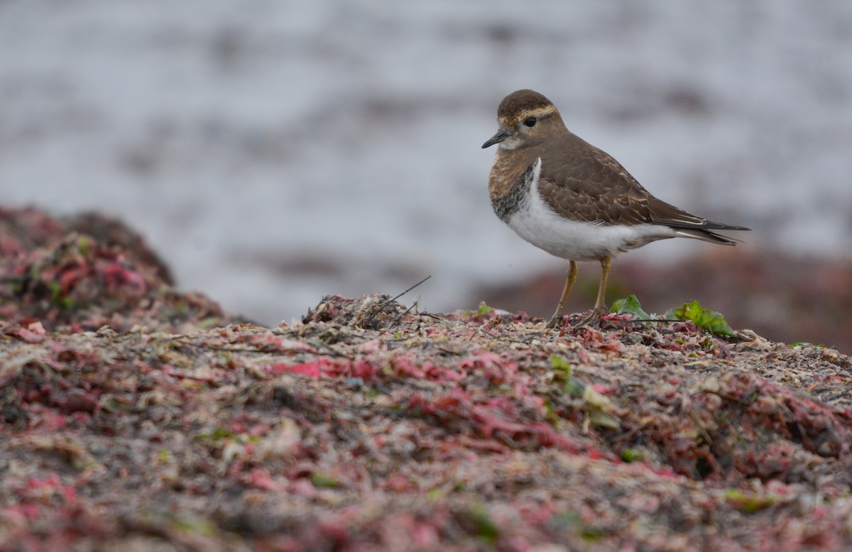 Rufous-chested Dotterel - ML656496096