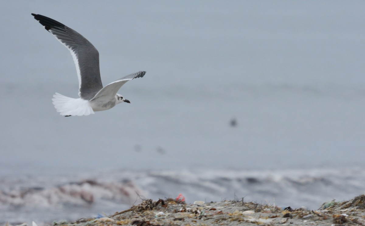 Laughing Gull - ML656496181