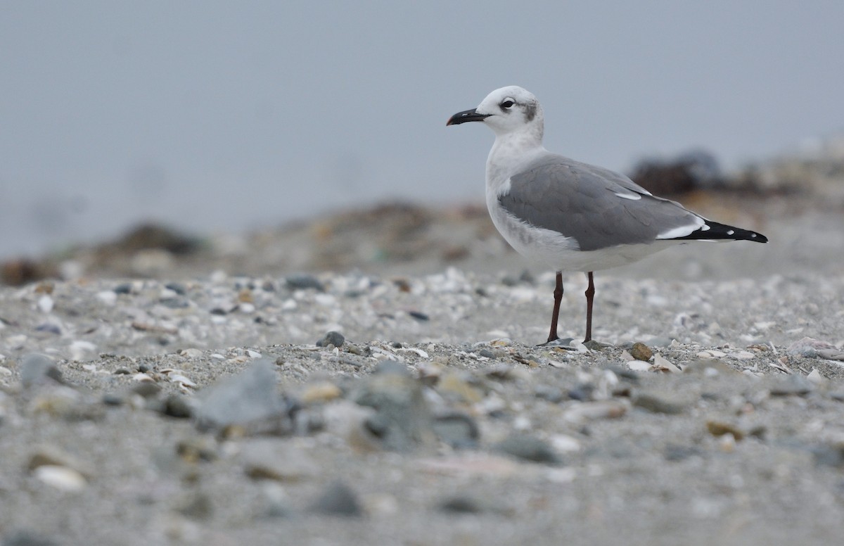 Laughing Gull - ML656496182
