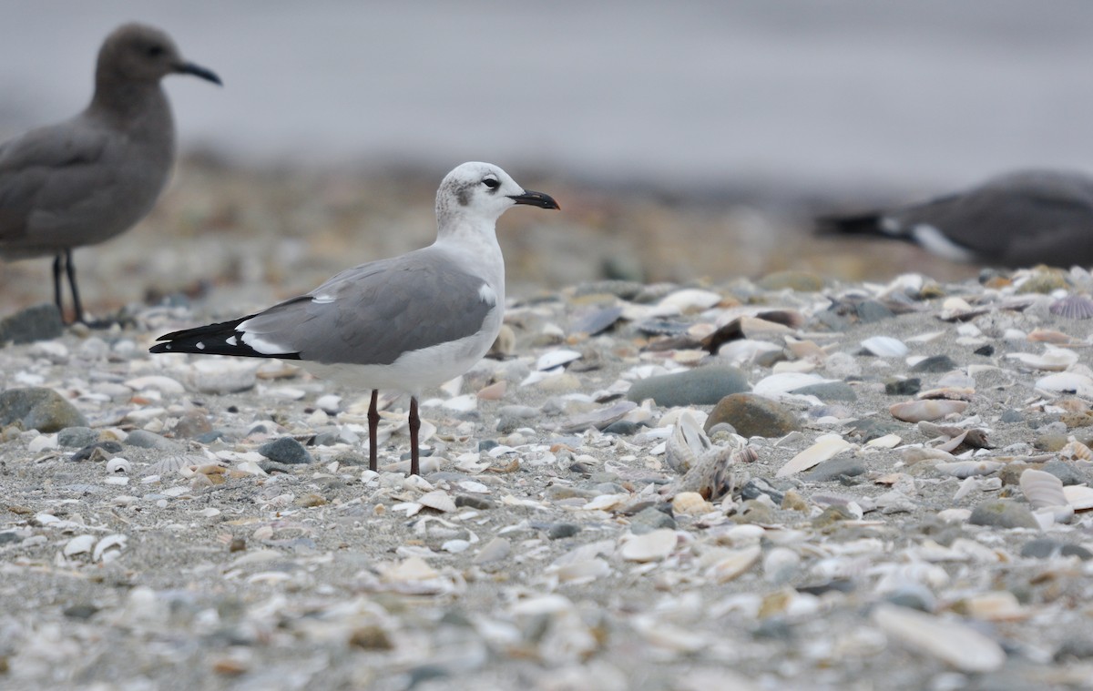 Laughing Gull - ML656496184