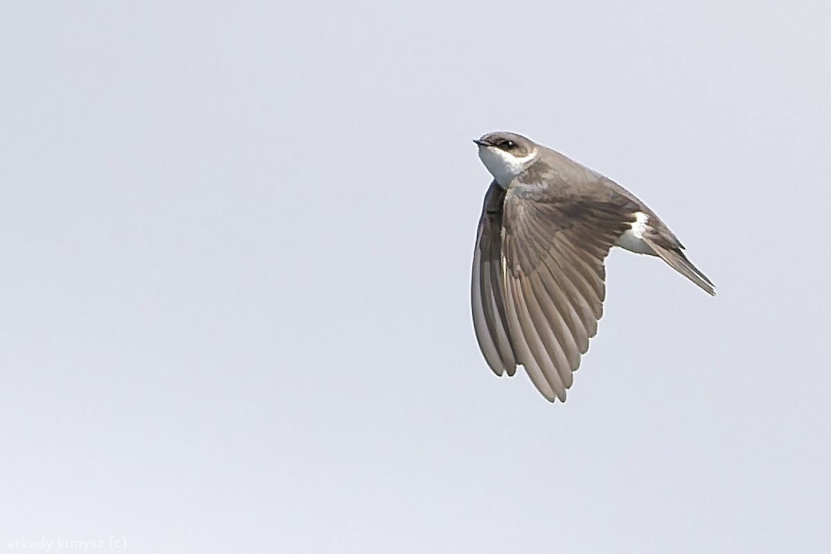Bank Swallow - Riparia riparia - Media Search - Macaulay Library and eBird