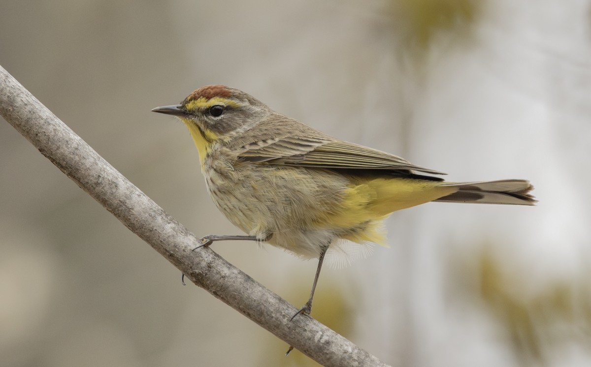 Palm Warbler (Western) - ML656497373