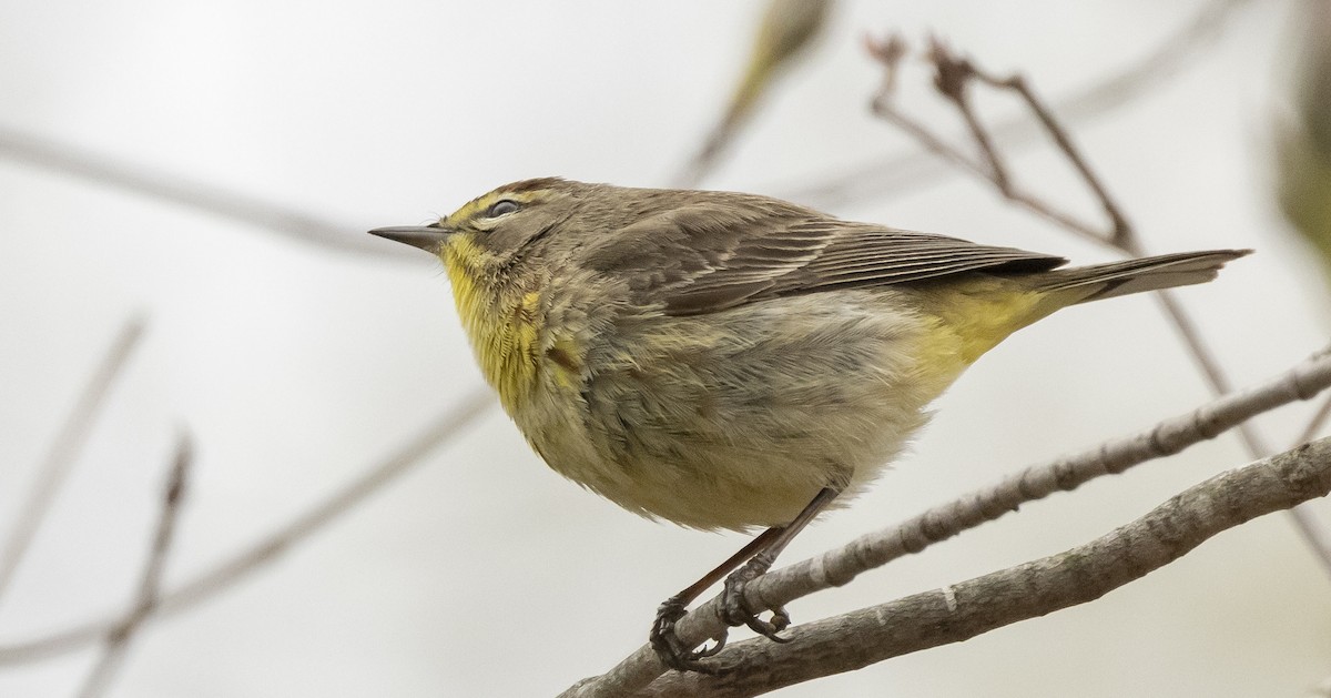 Palm Warbler - ML656497382