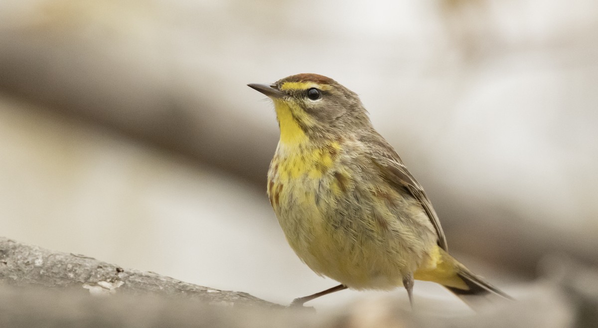 Palm Warbler - ML656497383