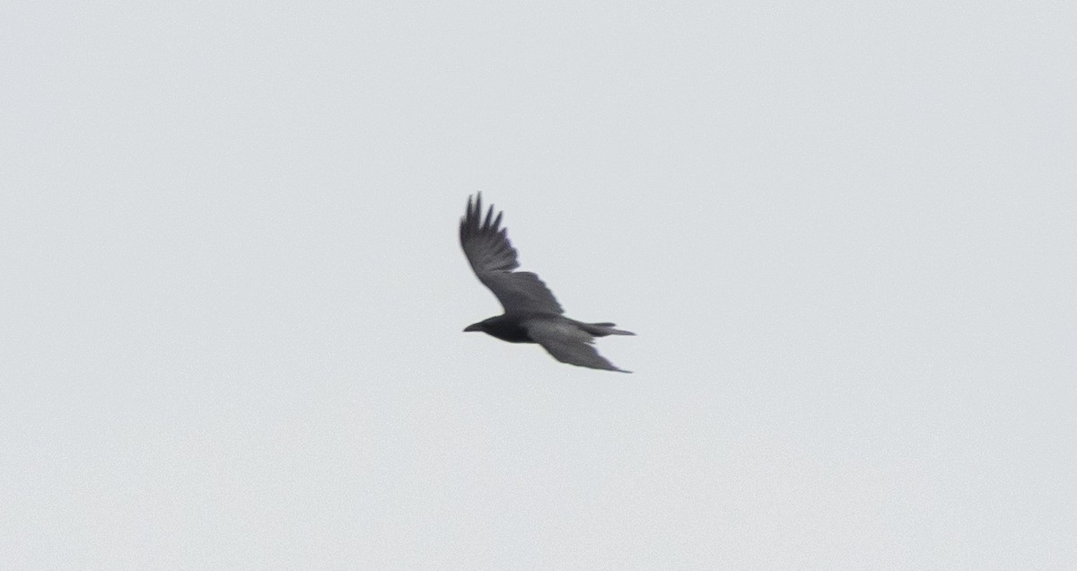 Common Raven - ML656497391