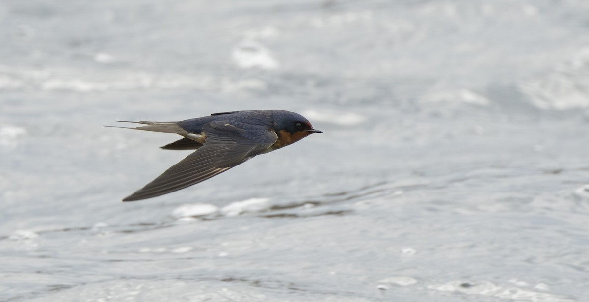 Barn Swallow - ML656497399