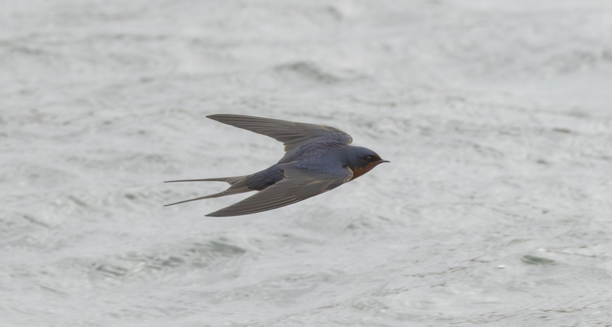 Barn Swallow - ML656497400