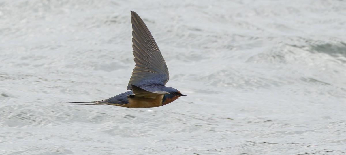 Barn Swallow - ML656497401