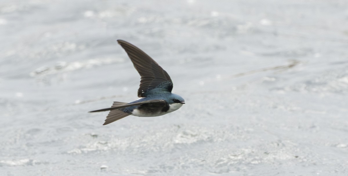Tree Swallow - ML656497410