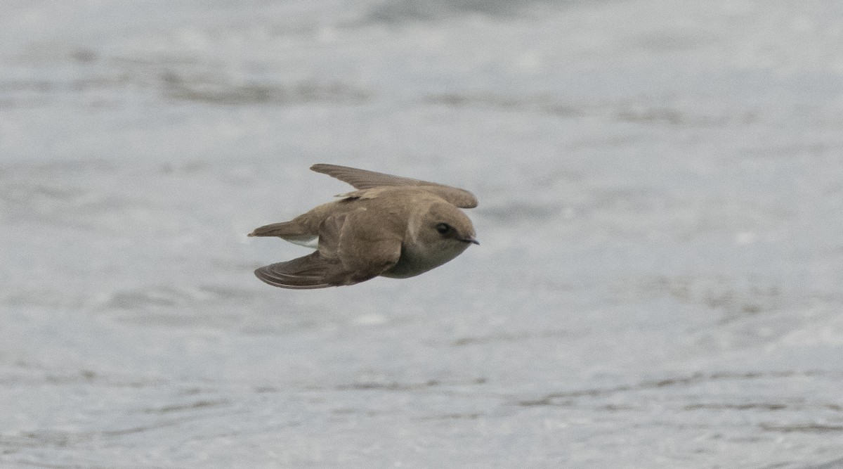 Northern Rough-winged Swallow - ML656497419
