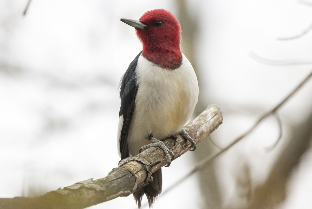 Red-headed Woodpecker - ML656497432