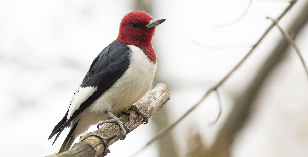 Red-headed Woodpecker - ML656497433