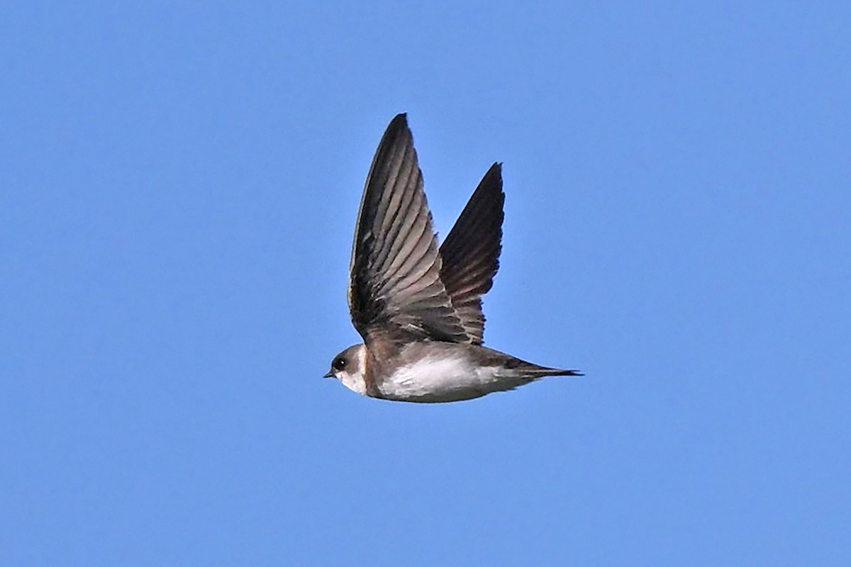 Bank Swallow - Riparia riparia - Media Search - Macaulay Library and eBird