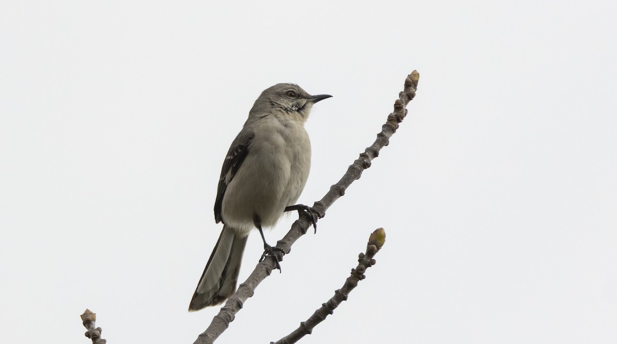 Northern Mockingbird - ML656497732