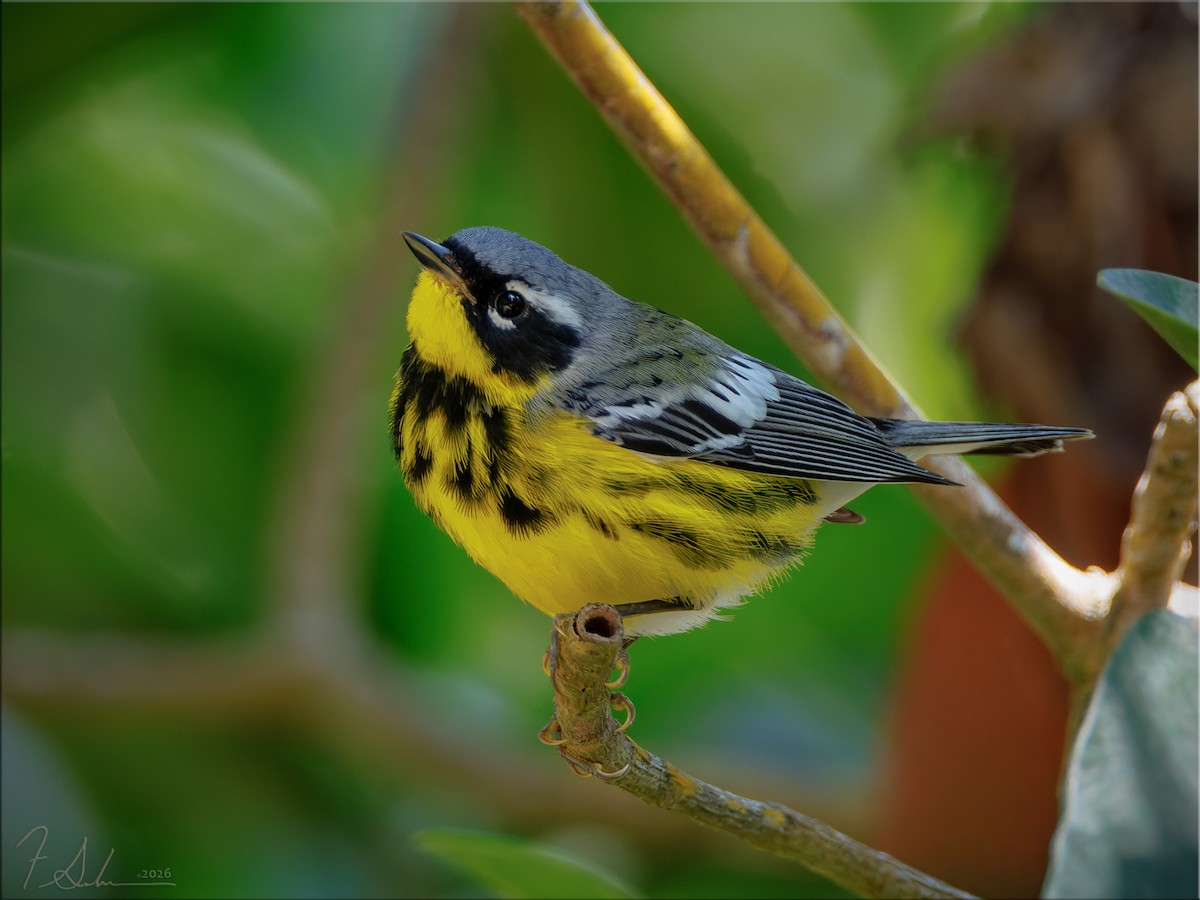 Magnolia Warbler - ML656498803