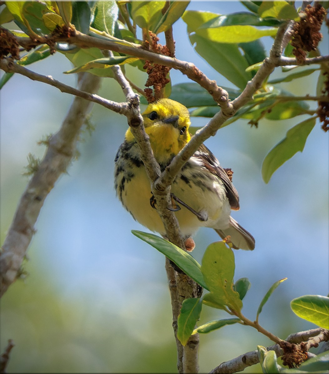 Black-throated Green Warbler - ML656498848