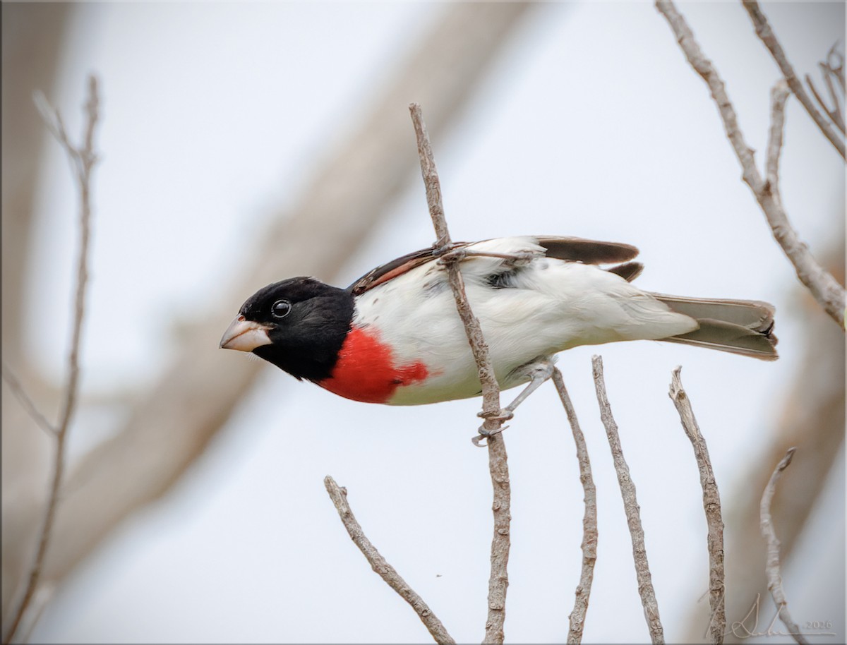 Rose-breasted Grosbeak - ML656498880