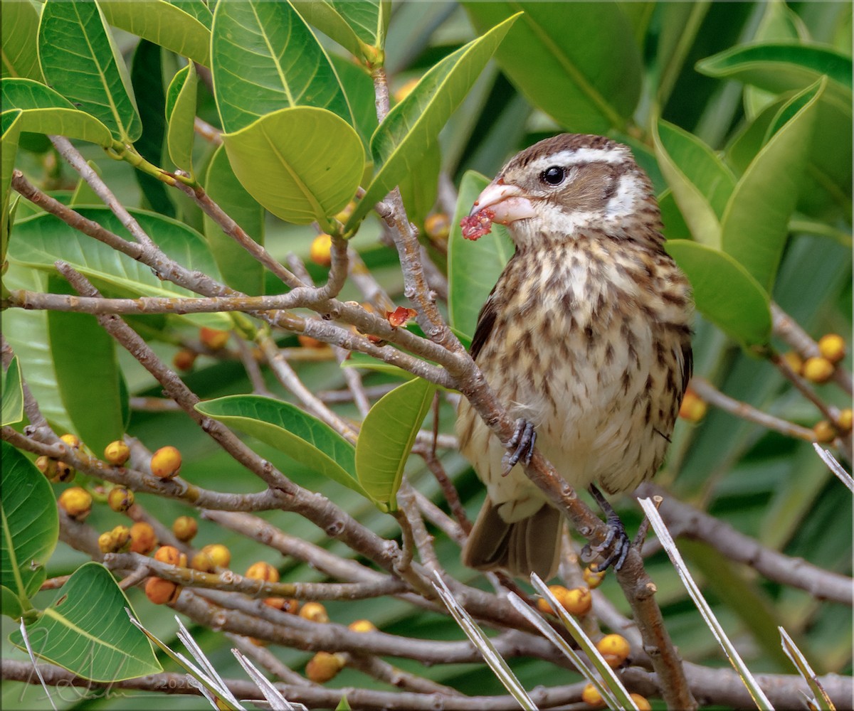 Rose-breasted Grosbeak - ML656498881