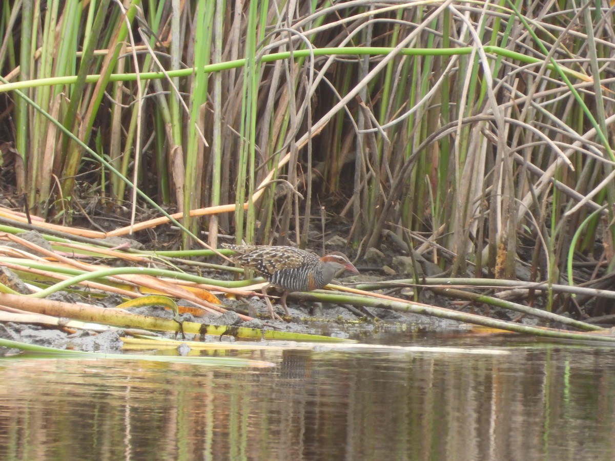 Buff-banded Rail - ML656499351