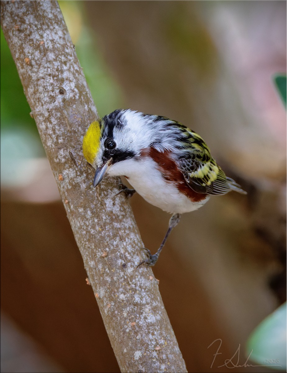 Chestnut-sided Warbler - ML656499363