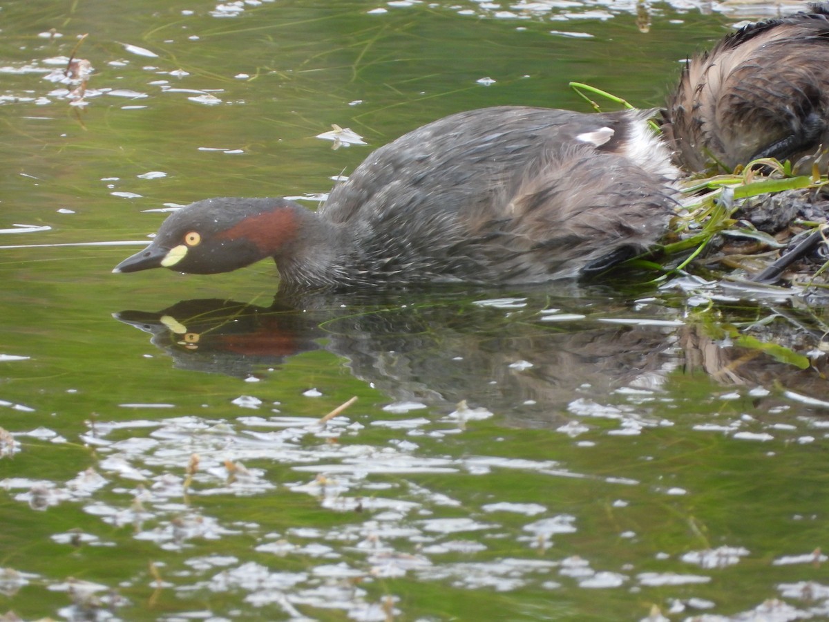 Australasian Grebe - ML656499478