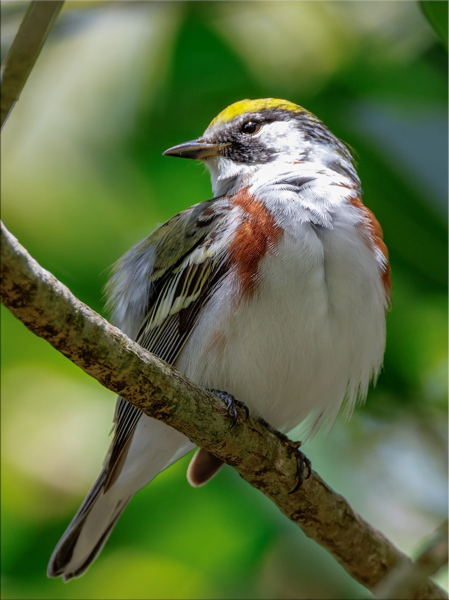 Chestnut-sided Warbler - ML656499553