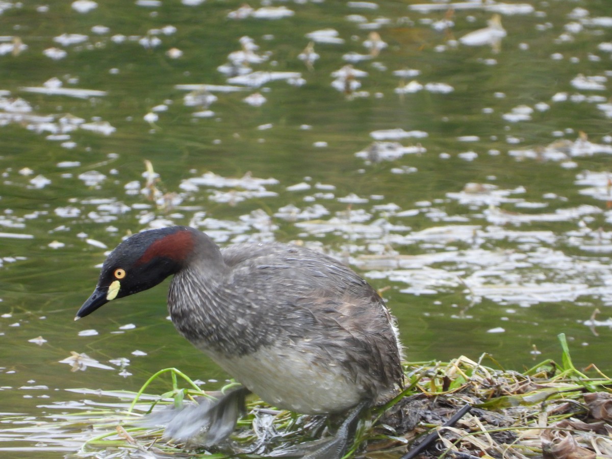 Australasian Grebe - ML656499630
