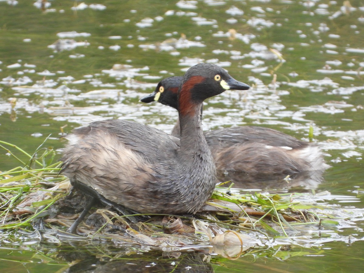Australasian Grebe - ML656499790