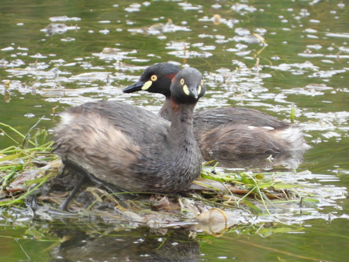 Australasian Grebe - ML656499999