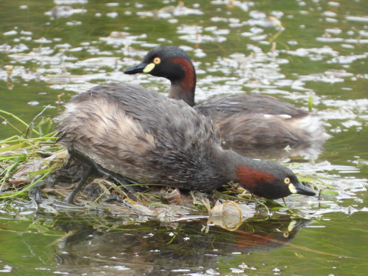 Australasian Grebe - ML656500260