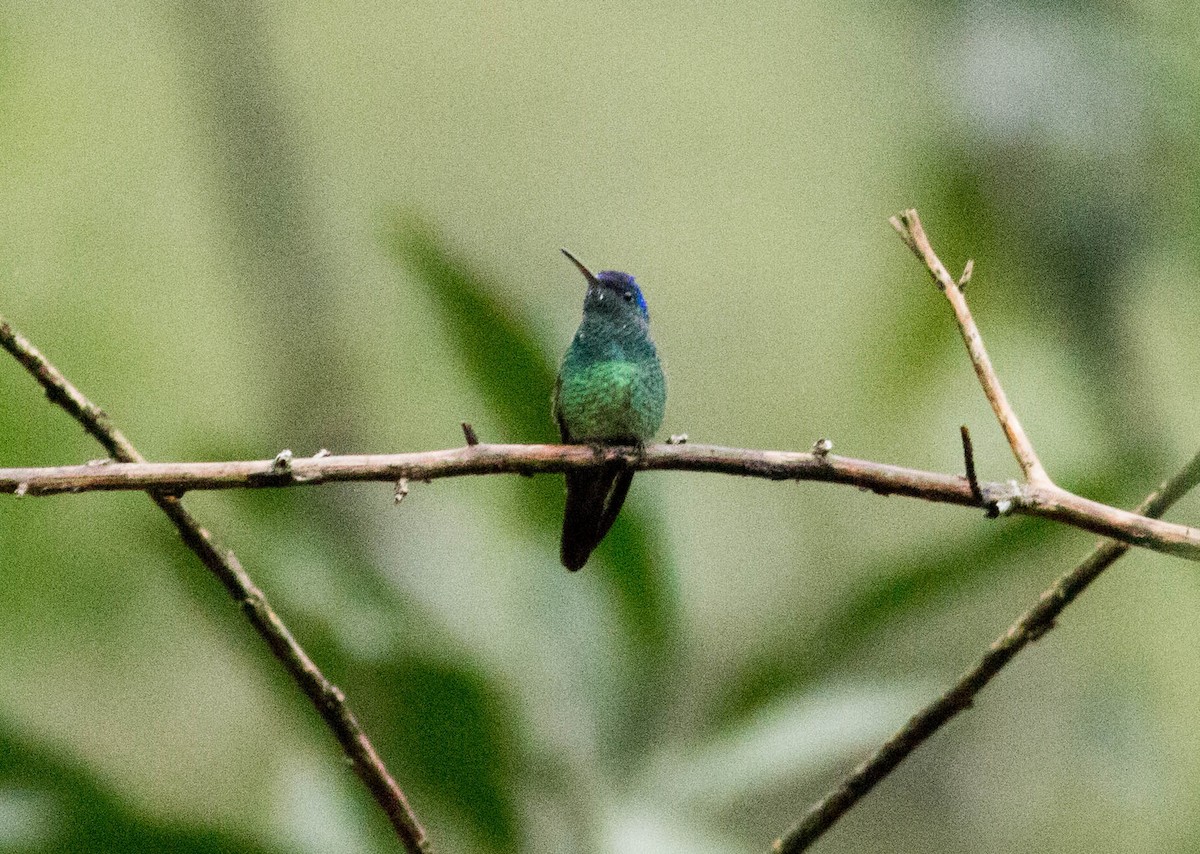 Golden-tailed Sapphire - Paul Fenwick